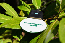 Dragino leaf moisture sensor